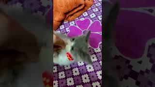 #cute #cat #love #status #viralvideo #shorts #youtubeshorts #trending