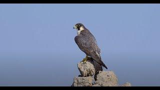 Peregrine Falcon (Falco peregrinus) in habitat and it's call