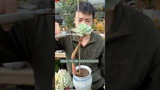 Succulent Plants for Beginners: Essential Care Secrets You NEED to Know