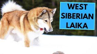 West Siberian Laika - TOP 10 Interesting Facts