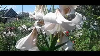 Ранние лилии  early lilies  Segment
