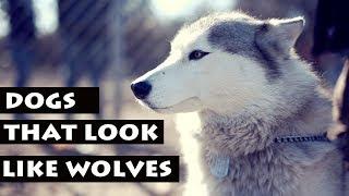 List Of Dogs That Look Like Wolves | Dog Breeds