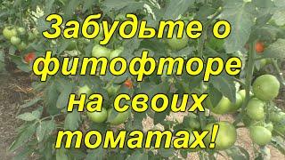 Почему у нас НЕТ фитофторы на томатах [защитный комплекс]