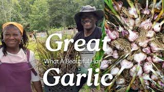 The GREAT GARLIC HARVEST Of 2025