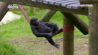 Monkey life 18 tv series english subtitles