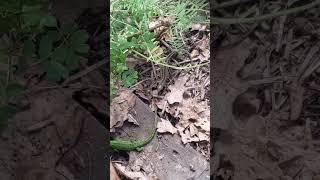 Вагітні! #beekeeper #beekeepers #beekeeping #honeybee #bee #nature #honey #animals #lizard