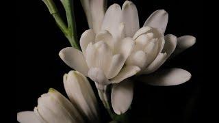 Tuberose: The World's Favorite Perfume Note