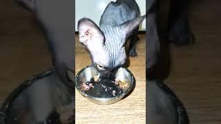 Sphynx cat eating