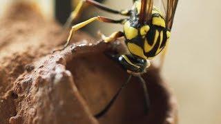 Indian Potter wasp Making Nest Using Mud