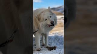 My husky loves to eat in the snow. #husky #short #rawdogfood