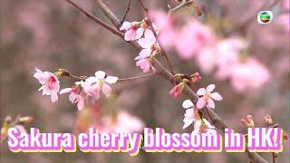 TVB News | 26 Jan 2024 | Sakura cherry blossom in HK!