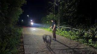 Sow in heat escapes from pen to find boar many times | Will this insemination be successful?