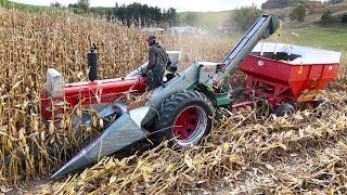 Picking Corn On A Small Family Dairy Farm! Harvest 2024!