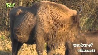 Wisent - Bison bonasus - Europese bizon