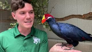 Turaco Presentation