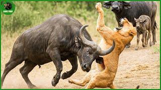 155 Horrific Moments When Deadly Horns Crush Predators | Animal Fight