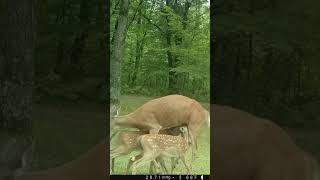 Game Trail Camera Videos - Northwoods