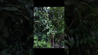 creative photography tips trick withe phone using pro mood? Mobile photography?#photography