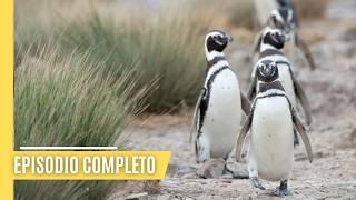 Patagonia: Una mirada a la naturaleza virgen | EPISODIO COMPLETO