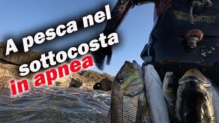 A PESCA nel SOTTOCOSTA in APNEA [ Michele Giurgola ]