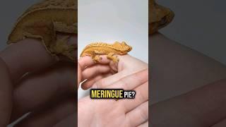 What Do You Think Of My Name Choice For This Gecko?
