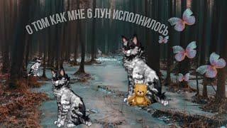 Мне 6 лун ? //CatWar//