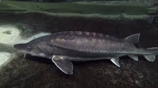 Denizens of 25K gal / 100K liter: 2x beluga sturgeon Huso huso 3.5ft/1meter 4 years old