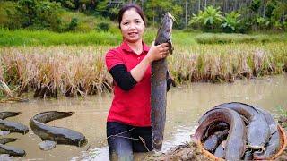 How to Harvest Giant Fish Goes To Market Sell - Vietnamese Sweet & Sour Fish Soup - Hanna Daily Life