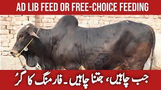 بچھڑوں کی خوراک کا بنیادی اصول | Ad libitum  feeding for Cattle