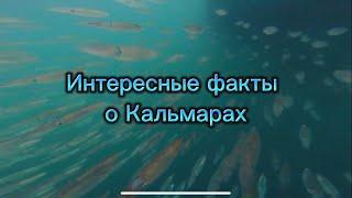 ИНТЕРЕСНЫЕ ФАКТЫ О КАЛЬМАРАХ/ГОЛОВОНОГИЕ МОЛЛЮСКИ//КРАТКО