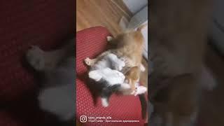 Кошачьи игры #забавныеживотные #смешныеживотные #киса #котики #котикивидео