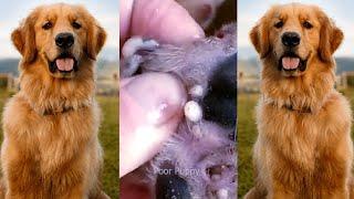 Removing mangoworm in dog | Mangoworms removal in dog #2