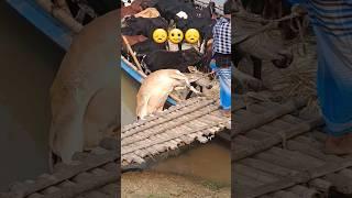 Cow loading in boat#gazi #agro #short #video #cow #bull #cowlover