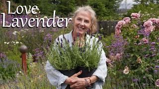 Fall in  with Lavender - Easy Tips on Growing Garden Bliss  #gardenadvice #gardentips #zone9b