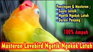 Pancingan Masteran Lovebird Latah Ngekek Durasi Panjang | Di Jamin Ampuh Suara Jernih