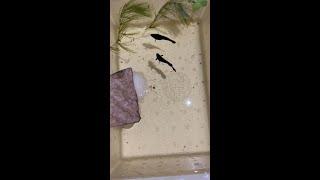 Breeding Betta Imbellis