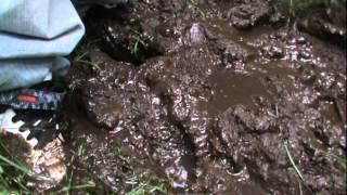 Adidas Form muddy