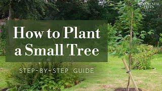 How to Plant a Tree (Step-by-Step Guide for Pot-Grown Trees) | Tree 101