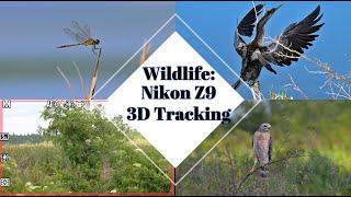 Wildlife: Nikon Z9 3D Tracking