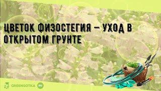 Цветок физостегия — уход в открытом грунте