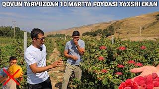 YILIGA 30 40 000$ FOYDA BOR MARGARITA, MARAVILA MALINA KOCHATLARI SOTILADI.