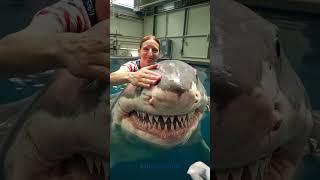 Nature’s Wildest Animal Journey!