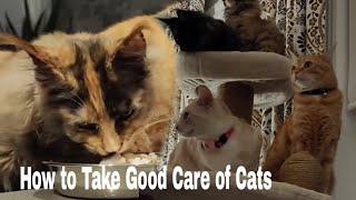 How to Take Care of Cats Properly and Guaranteed Success