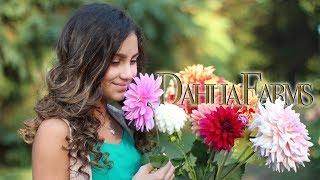 Dahlia Farm