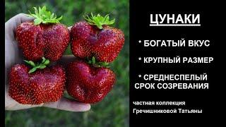 ЦУНАКИ, сорт гигант, вкуснейший среднеспелый сорт