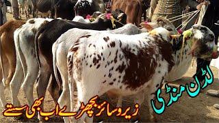 Bachara Market In Luddan Mandi Pakistan / Sahiwal Cholistani Course Bachary / Luddan Mandi.PK