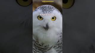 Owls: a parliament of wisdom and mystery in the night.