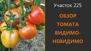 Томат Видимо - Невидимо. Не подтвердил свой статус.