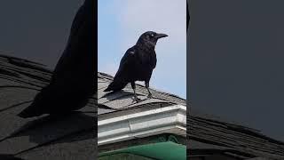 Scrappy squirrels, careful crow and blue jay. #short #crow #squirrelwatching