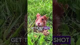  WILD Hamster VS Photographer #animals #nature